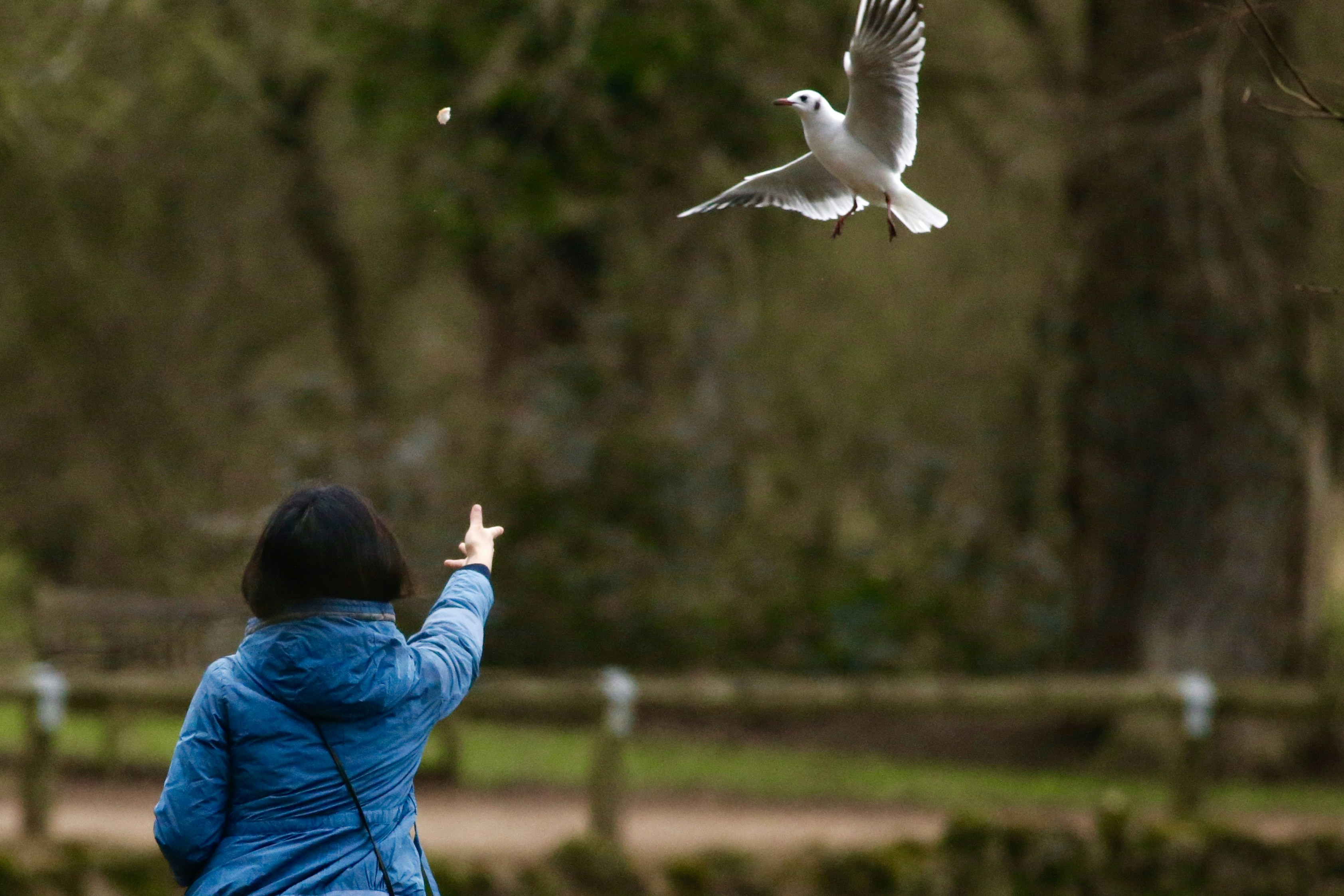 How to Teach a Bird to Come When Called: Expert Avian Training Guide