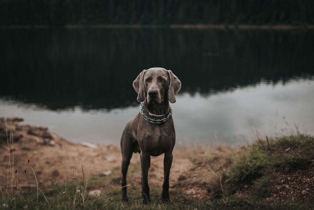 black dog standing near body of water