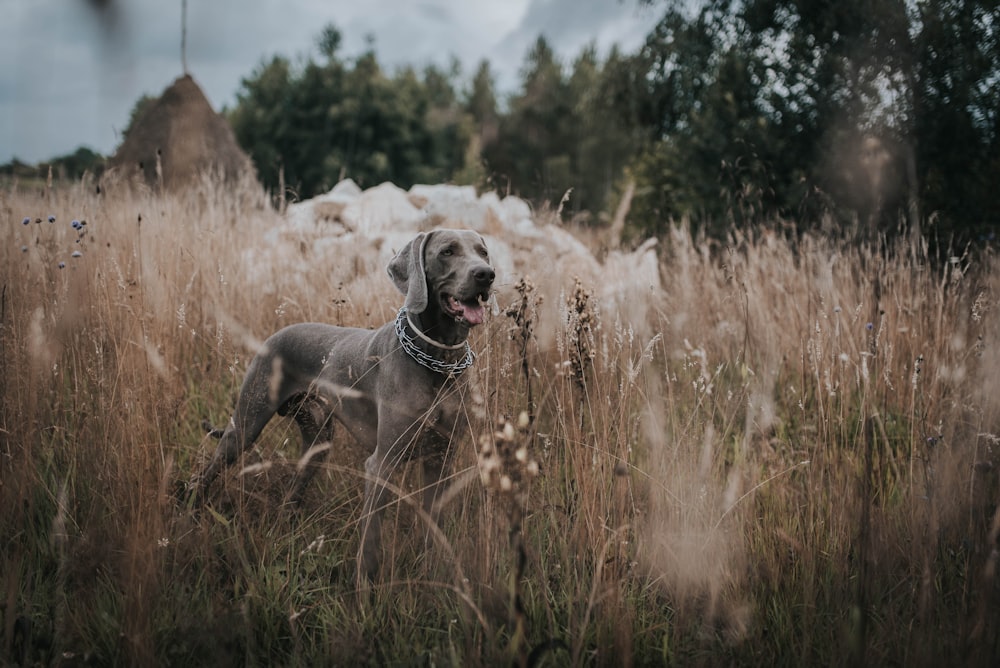 chien gris debout sur l’herbe