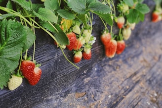 strawberries plant in pot