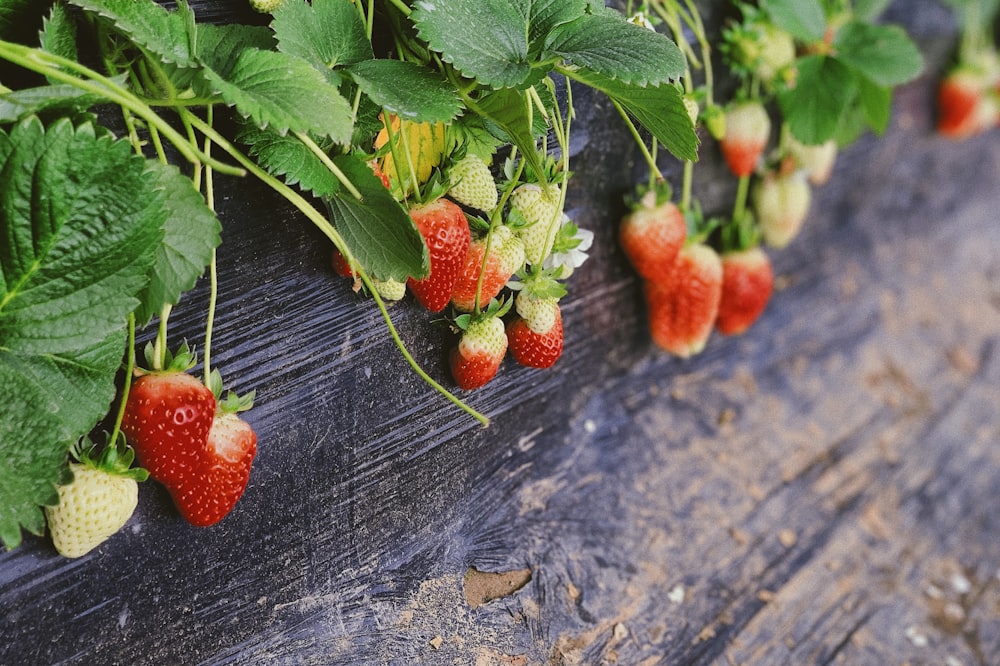 strawberries plant in pot