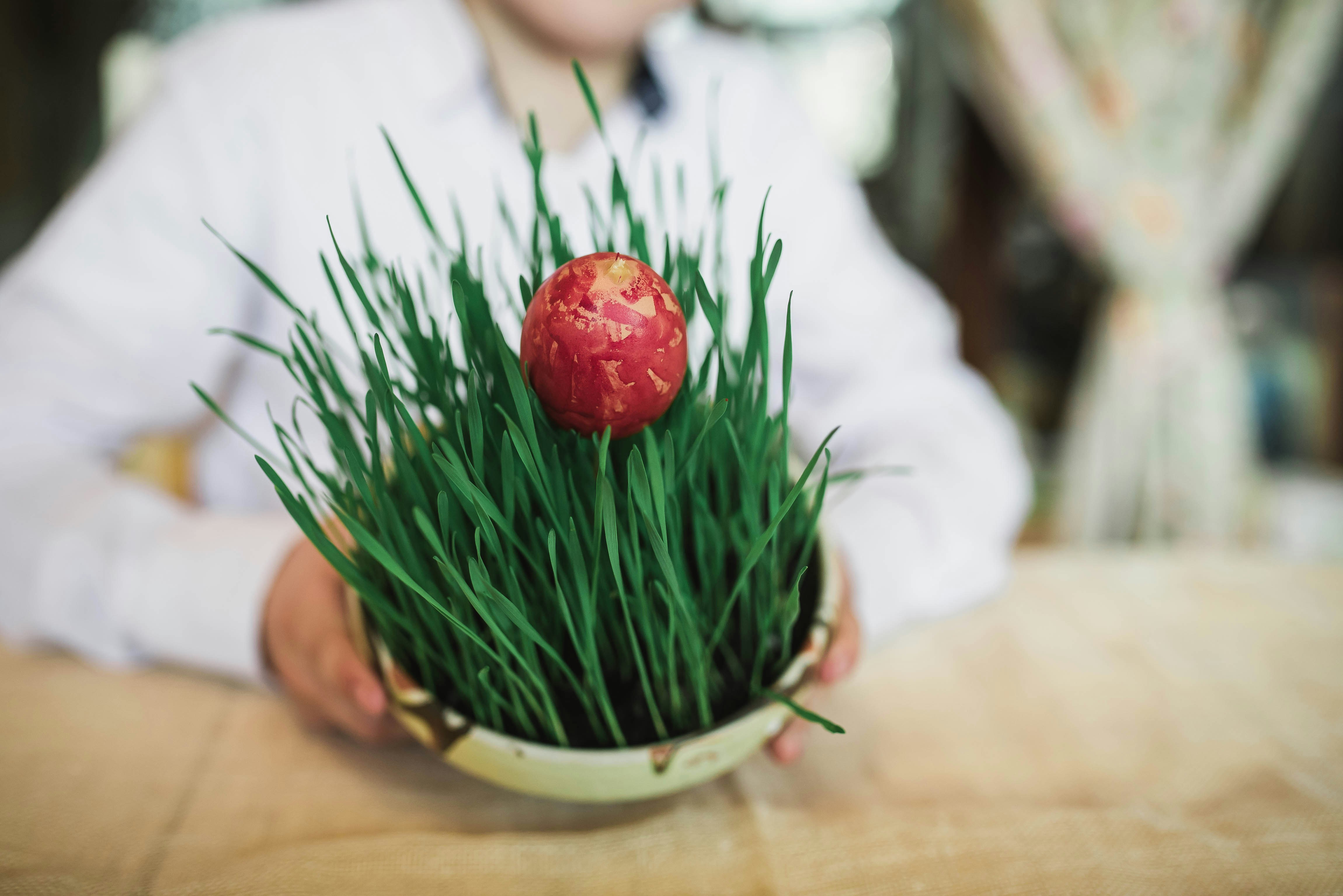 selective focus photo of green plant