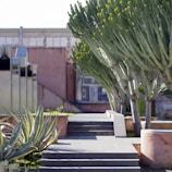 A serene outdoor setting with green plants and a cactus.