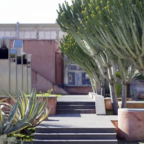 A serene outdoor setting with green plants and a cactus.
