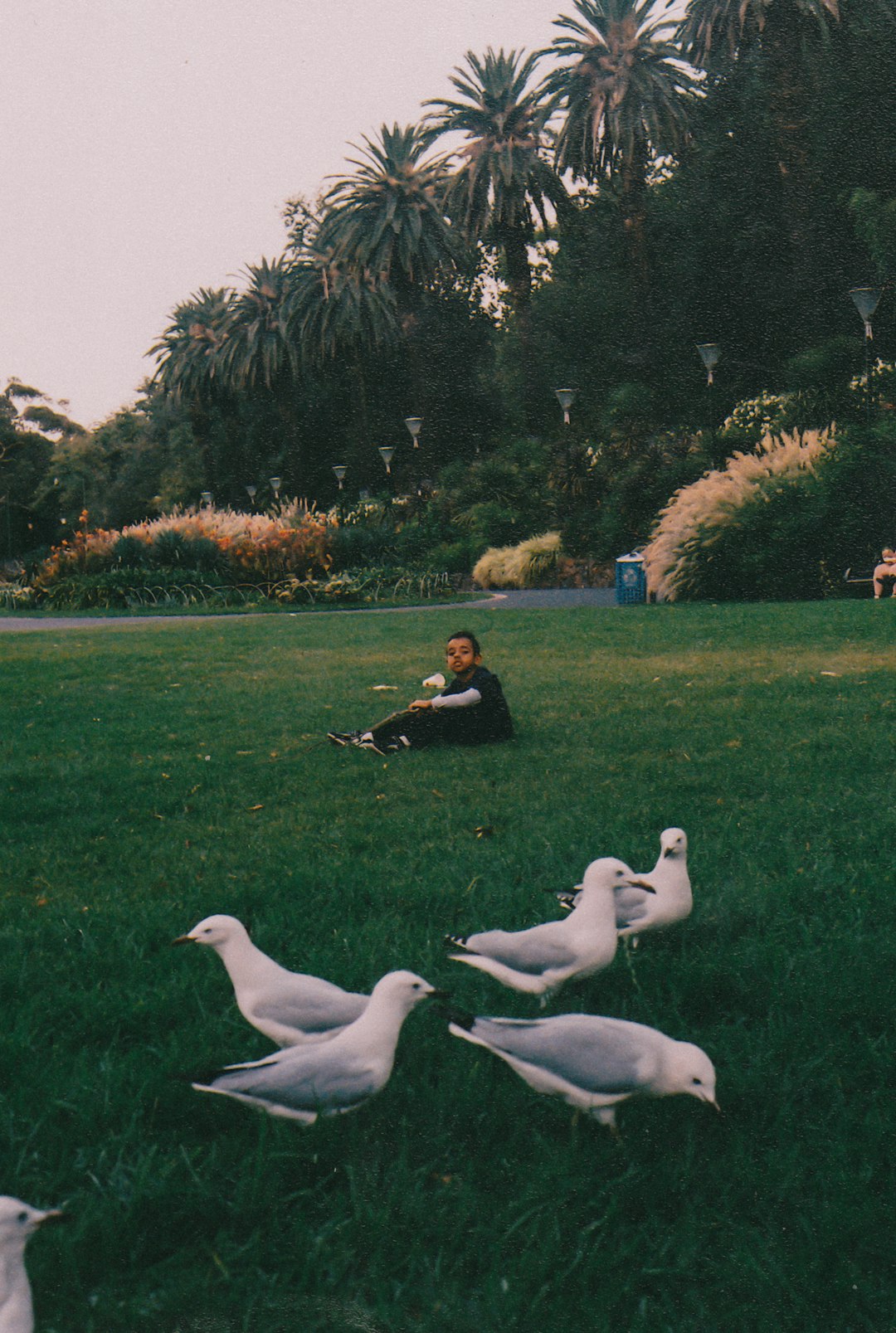 flock of birds on grass