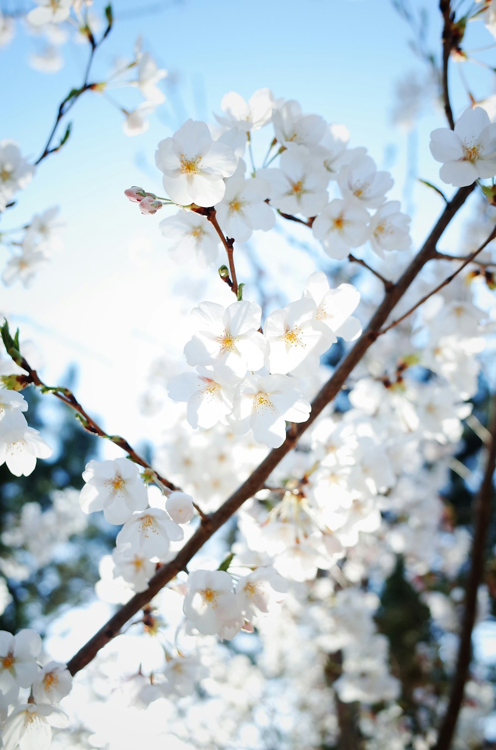 closeup photo of white flower