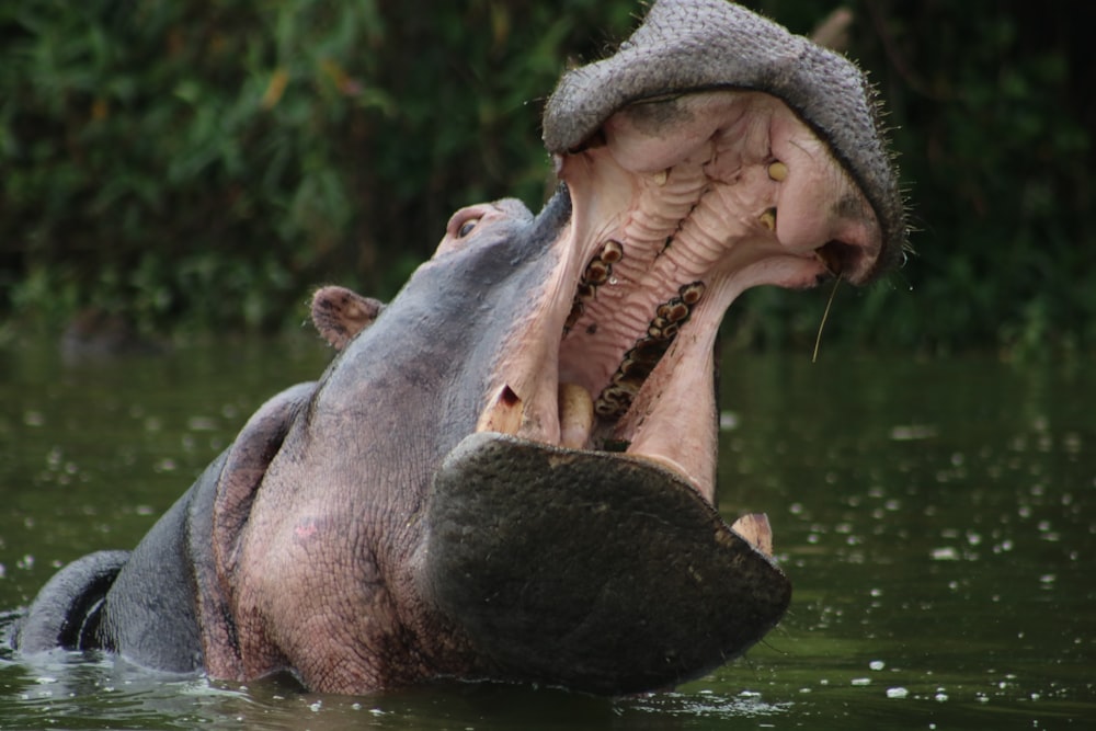 opened mouth of hippopotamus
