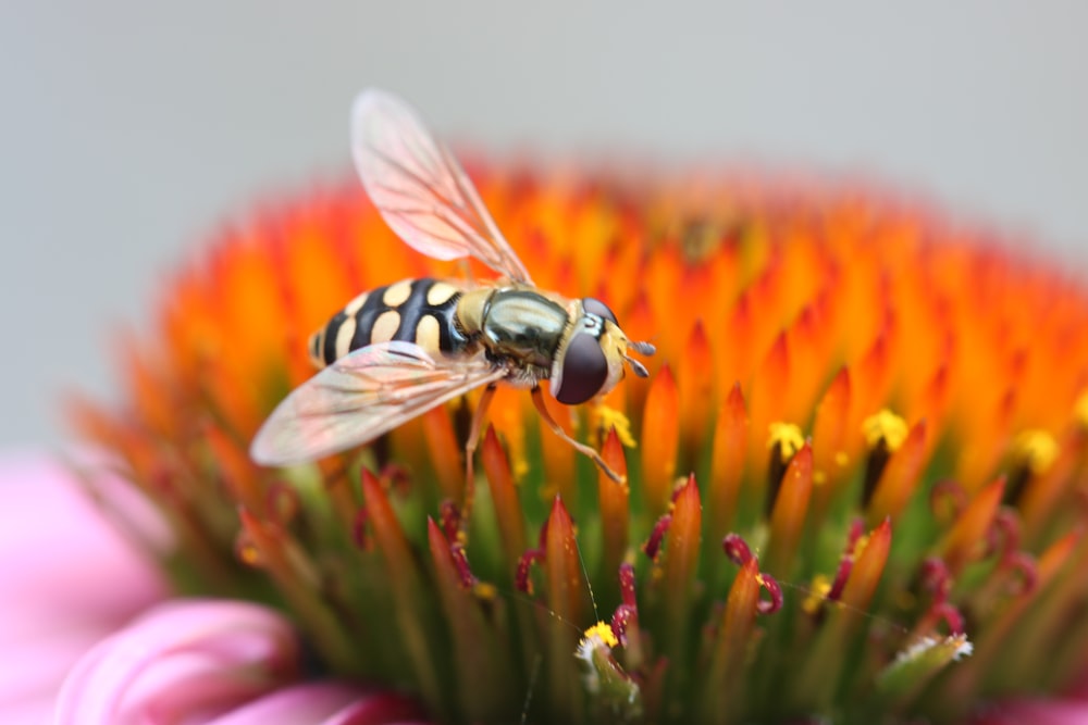 yellow and black wasp