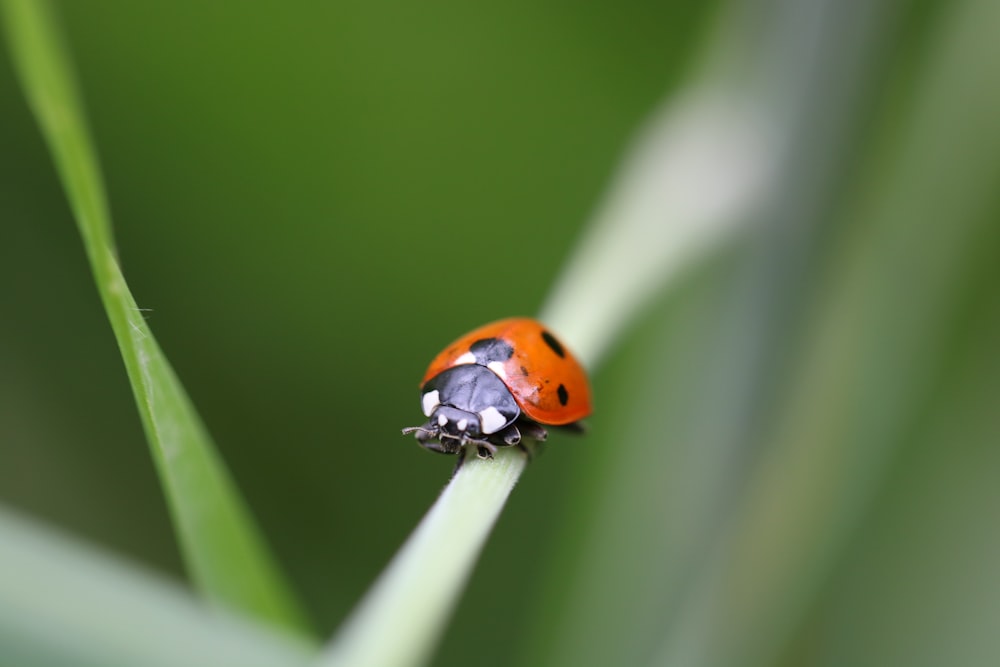 red and black bug on green leaf plant