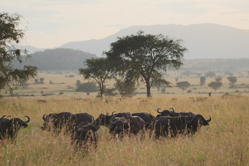 group of water buffalo