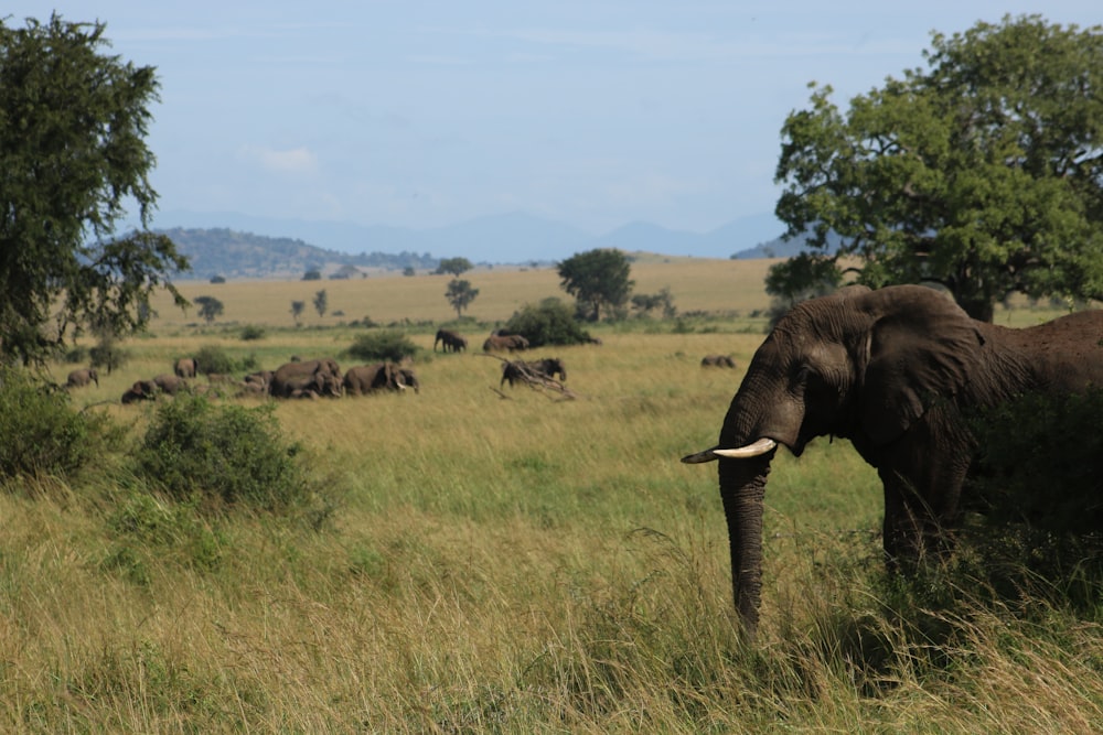 group of elephant on grass field