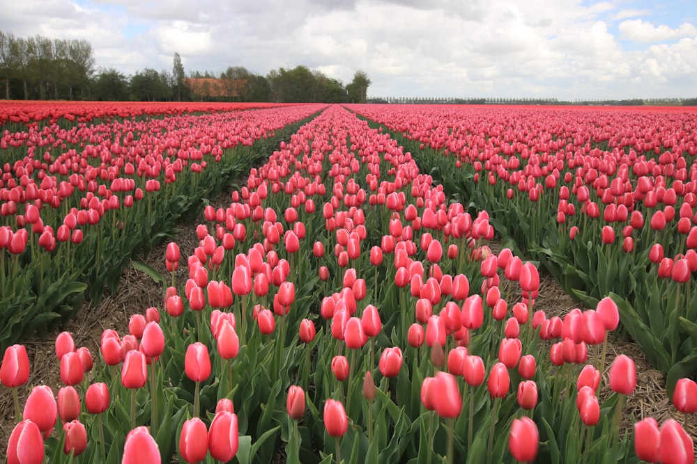 campo di tulipani rosa