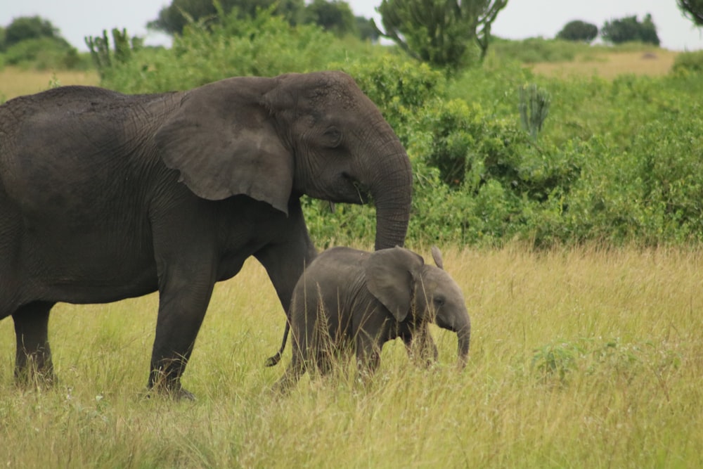 black elephant with cub