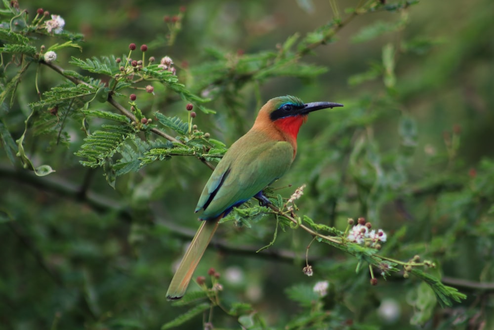 green and black bird on green leaf