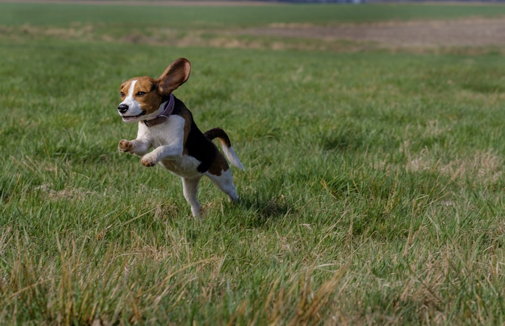 草原で跳躍するビーグル犬