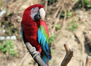 red, blue, and green parrot on driftwood