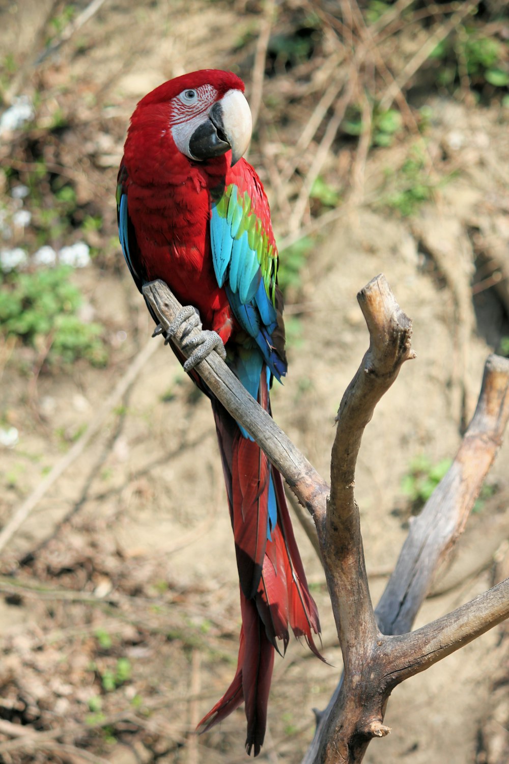 red, blue, and green parrot on driftwood
