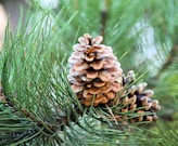 brown pinecones