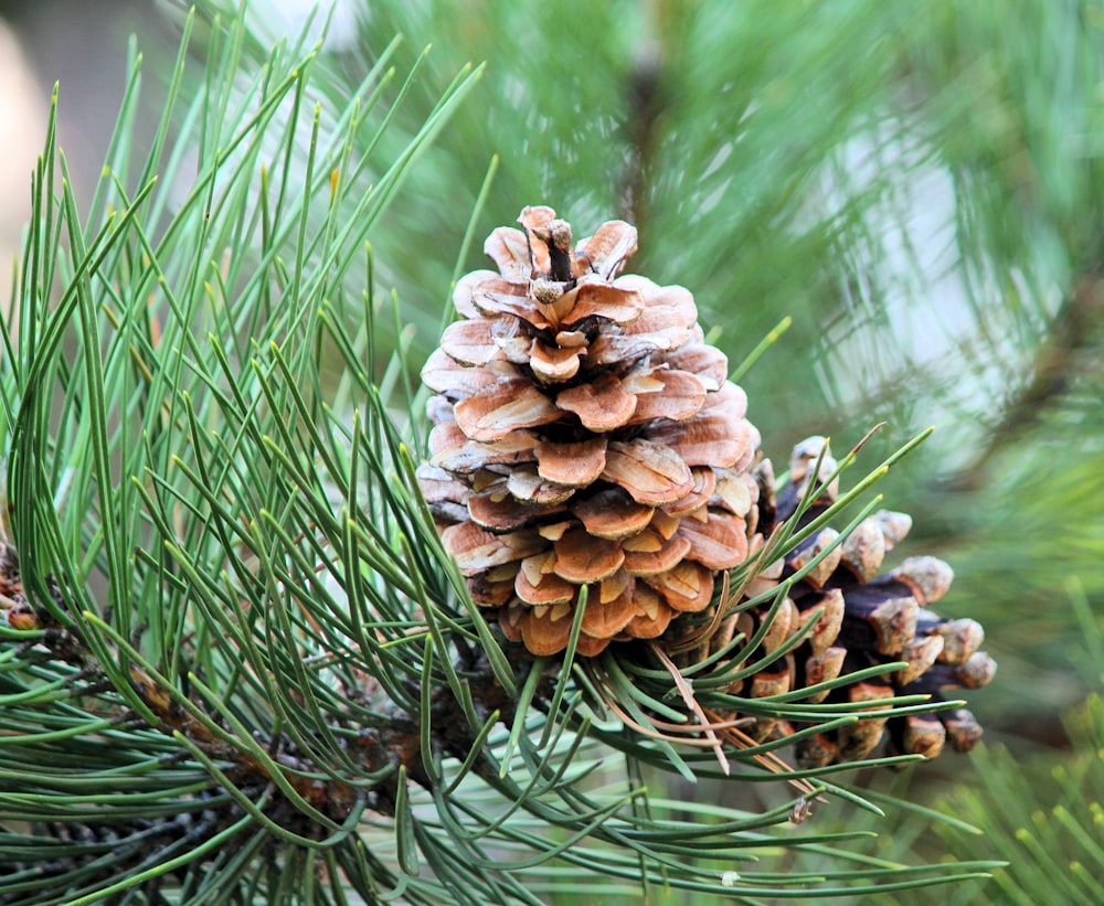 brown pinecones