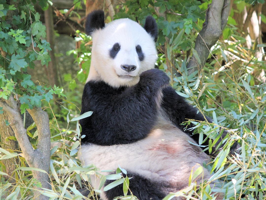 Giant panda in bamboo enclosure