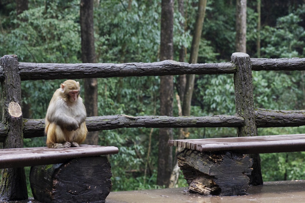 Primat auf Holzbank im Park