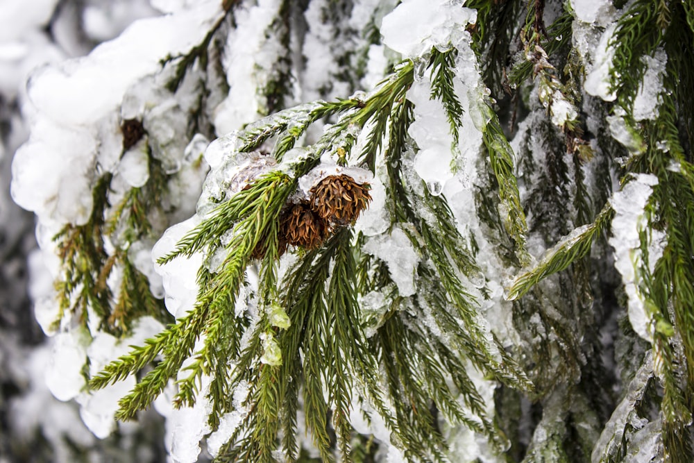 selective focus photography of green-leafed tree covered with snow