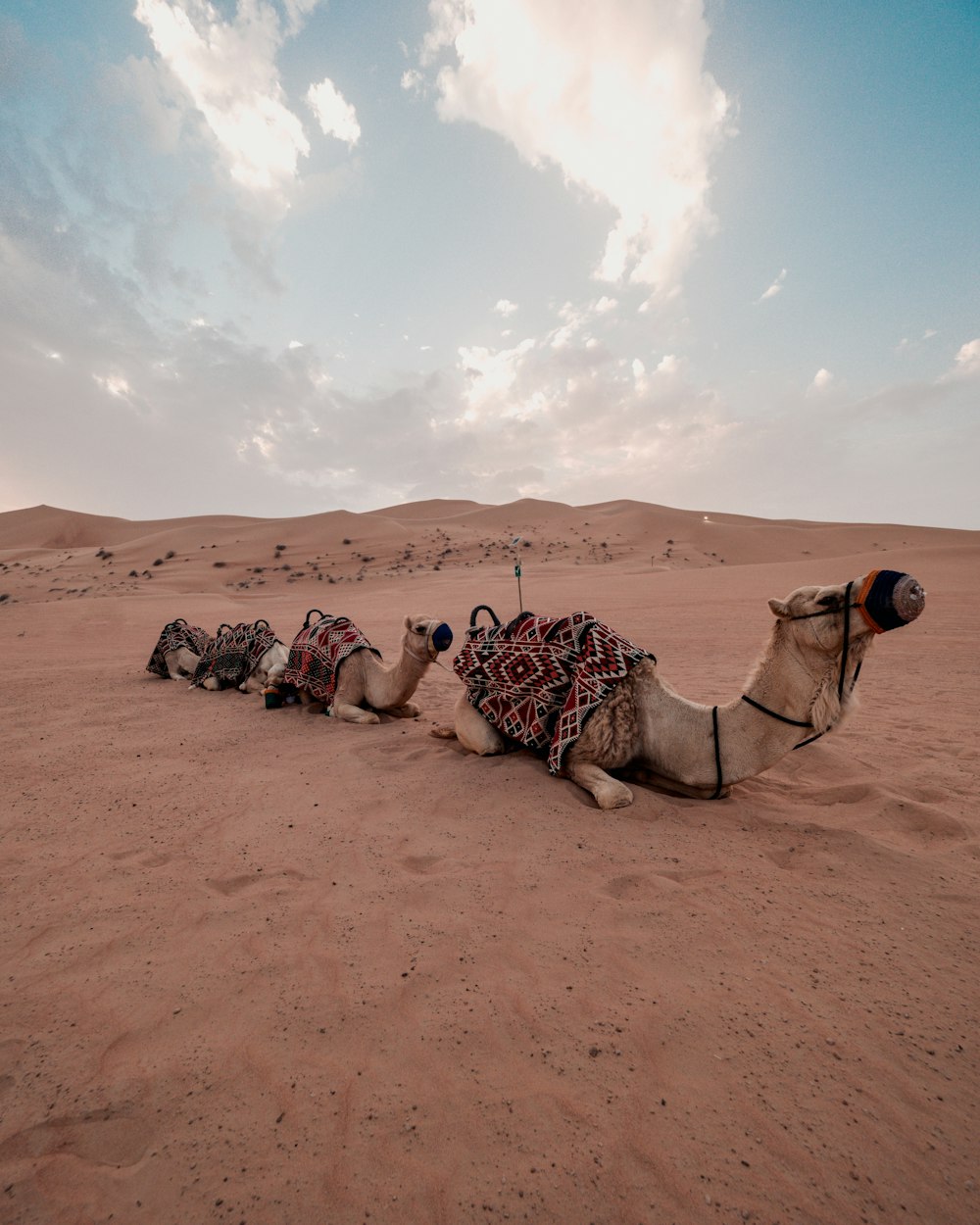 Tres camellos tumbados en la arena