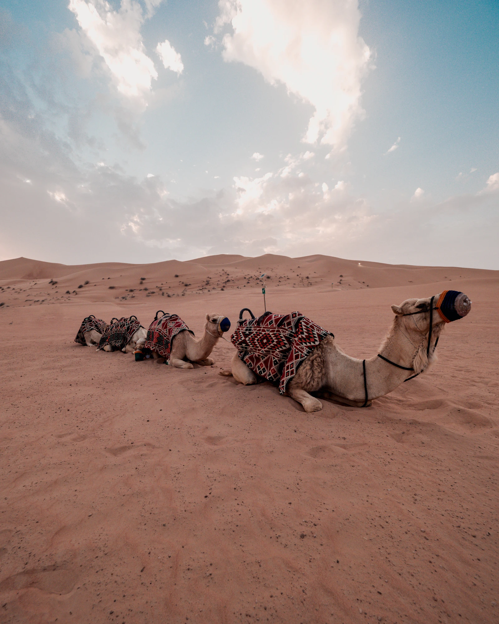Three saddled camels resting on the sand in the Dubai desert