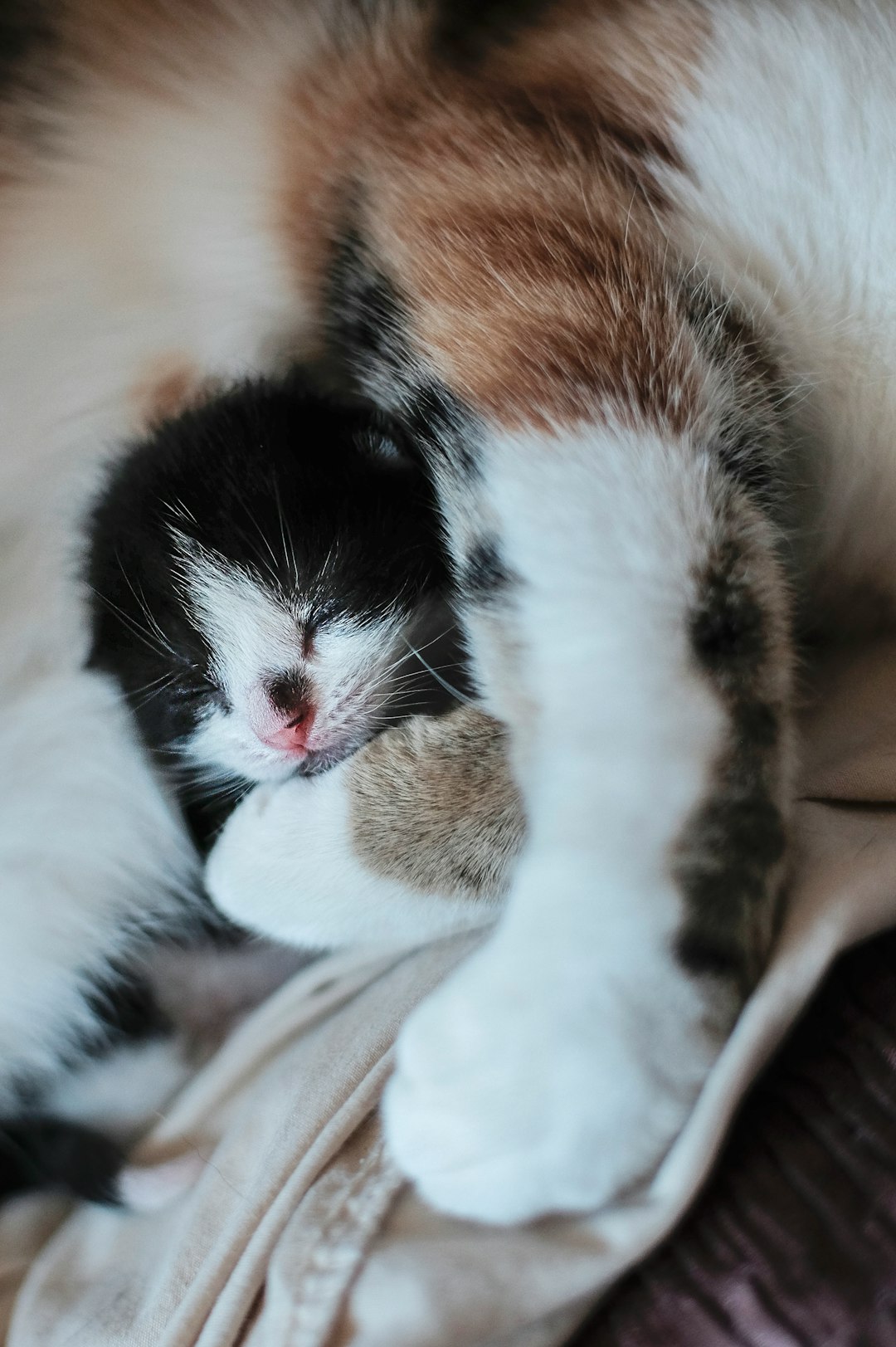 kitten sleeping with cat