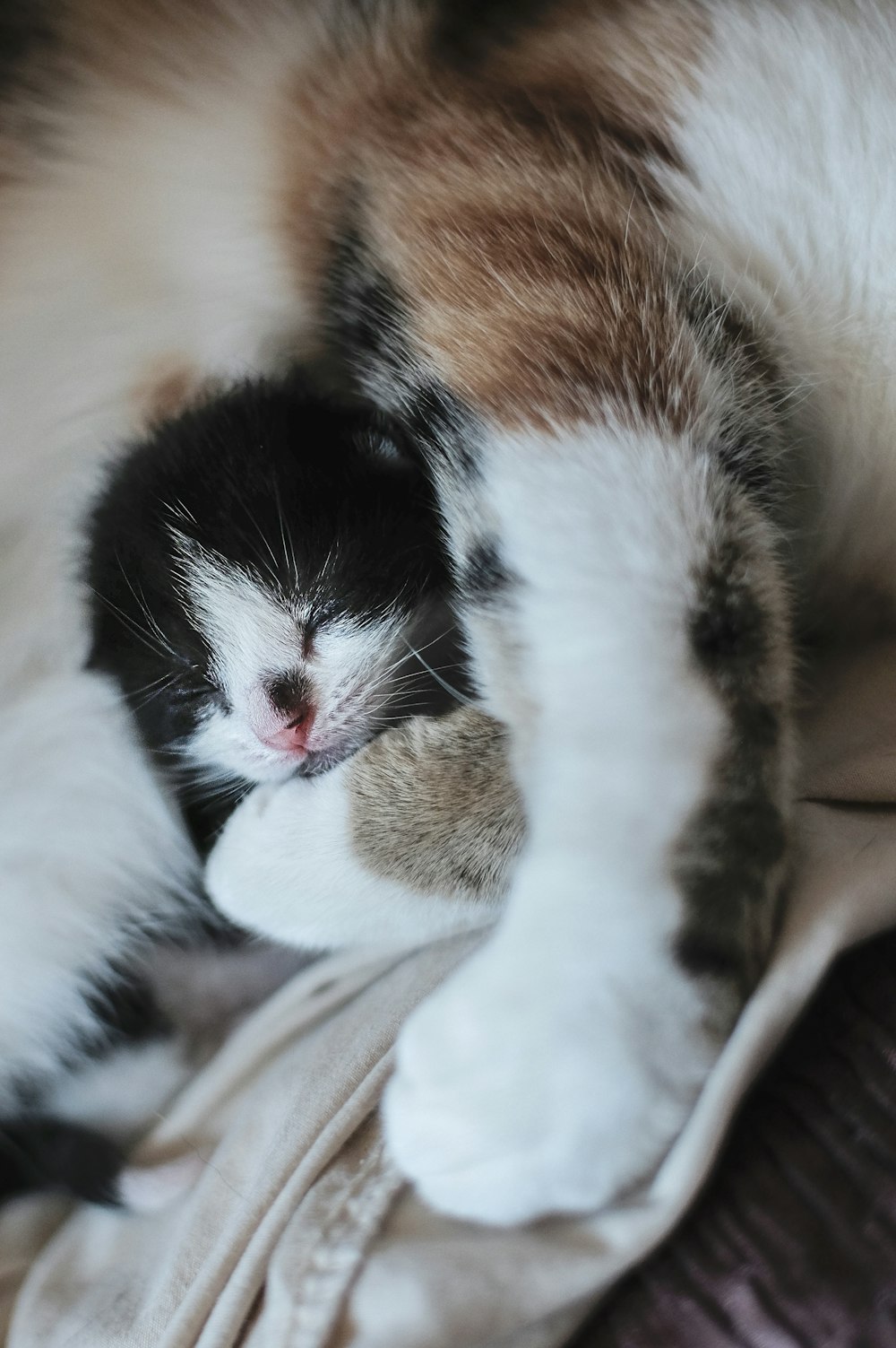 kitten sleeping with cat