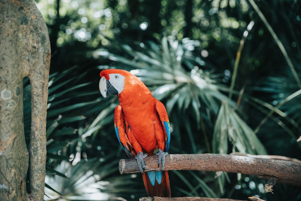 perching red parrot on brown trunk