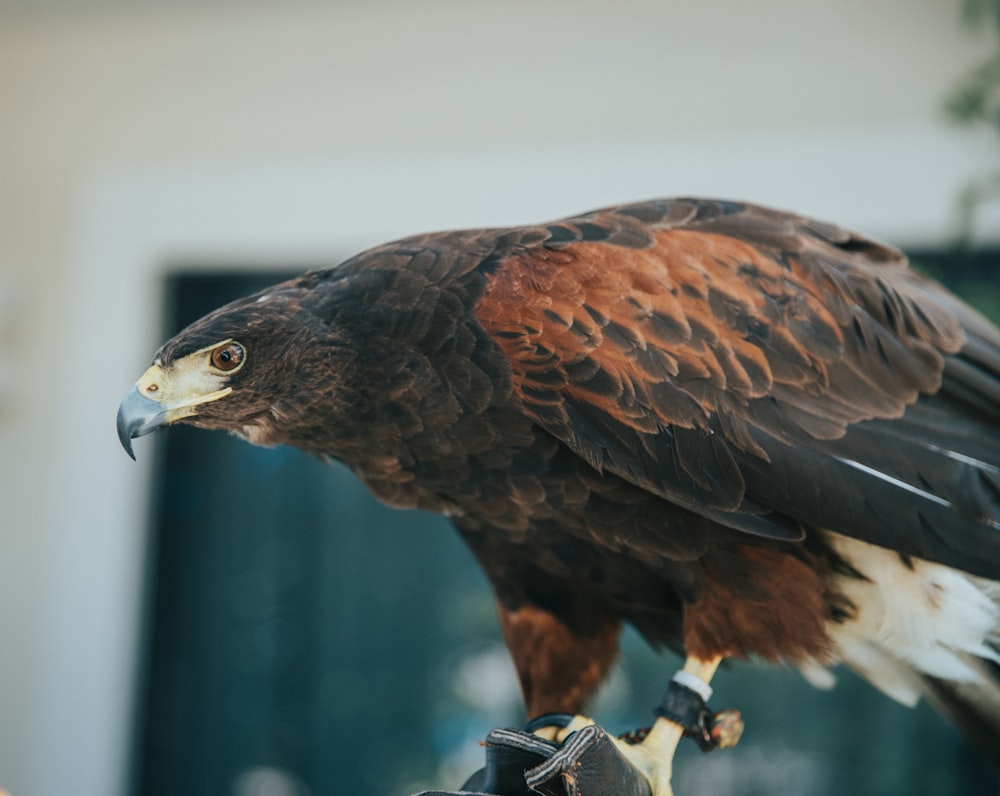 black and brown bird