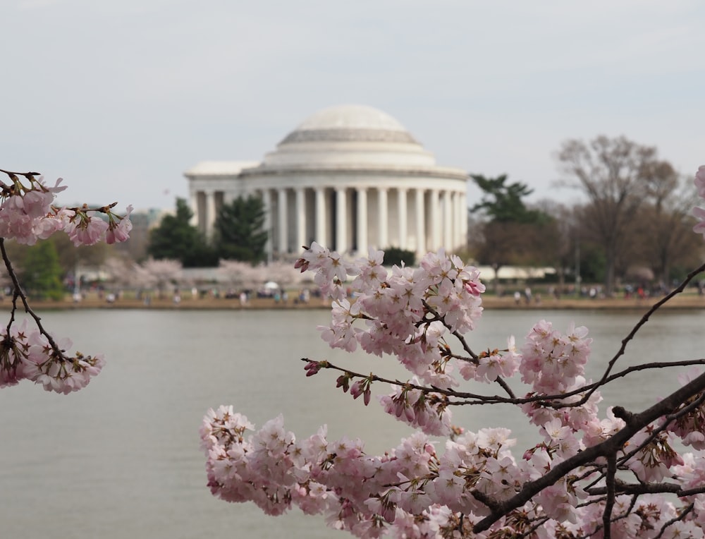 selective focus photography of cherry blossom tree