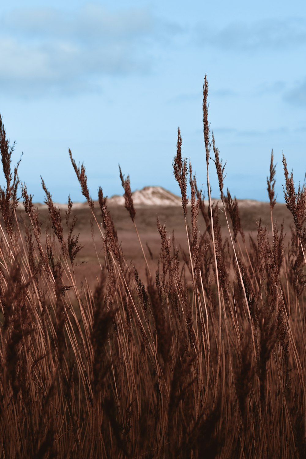 Trigo en el campo