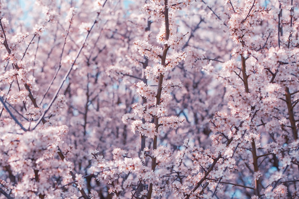 selective focus photo of cherry blossoms