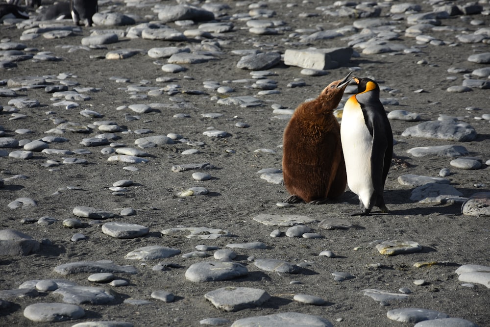 two white and brown penguins