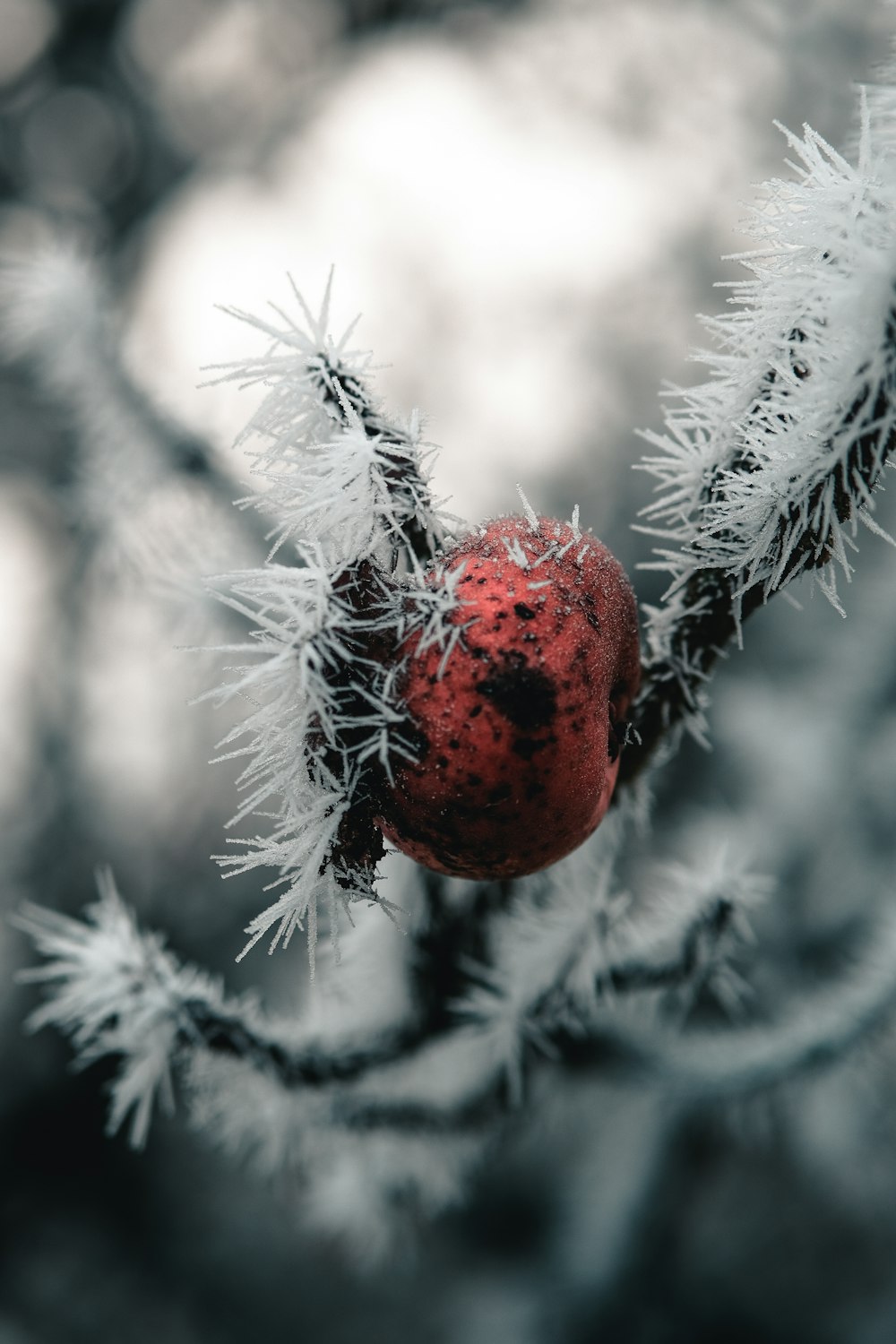 a close up of a tree branch with a berry on it