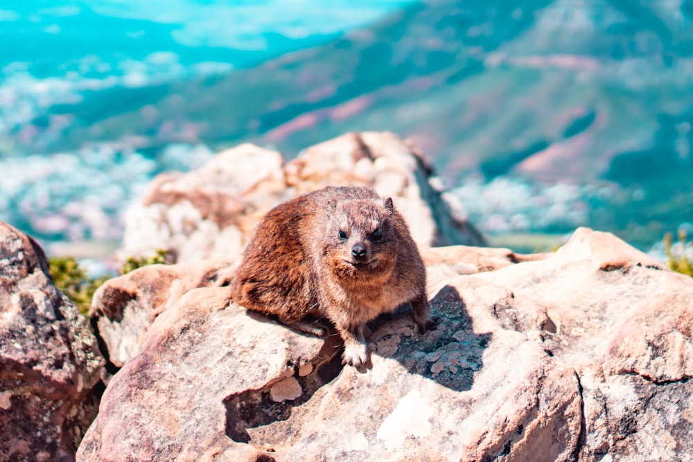 rodent on rock