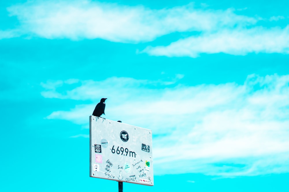 a black bird sitting on top of a sign