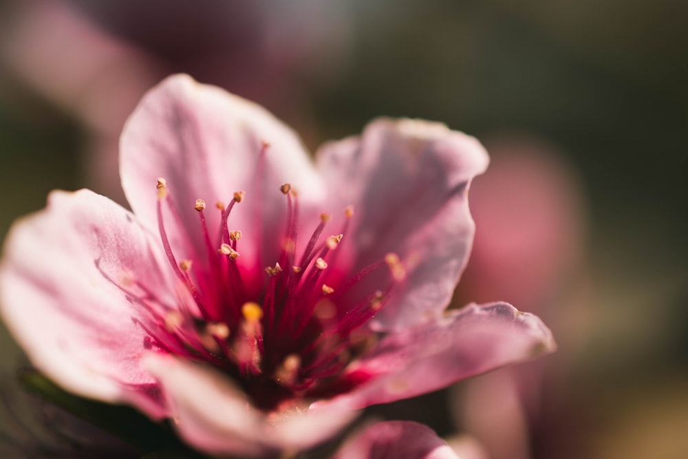 selective focus photography of pink petaled flower