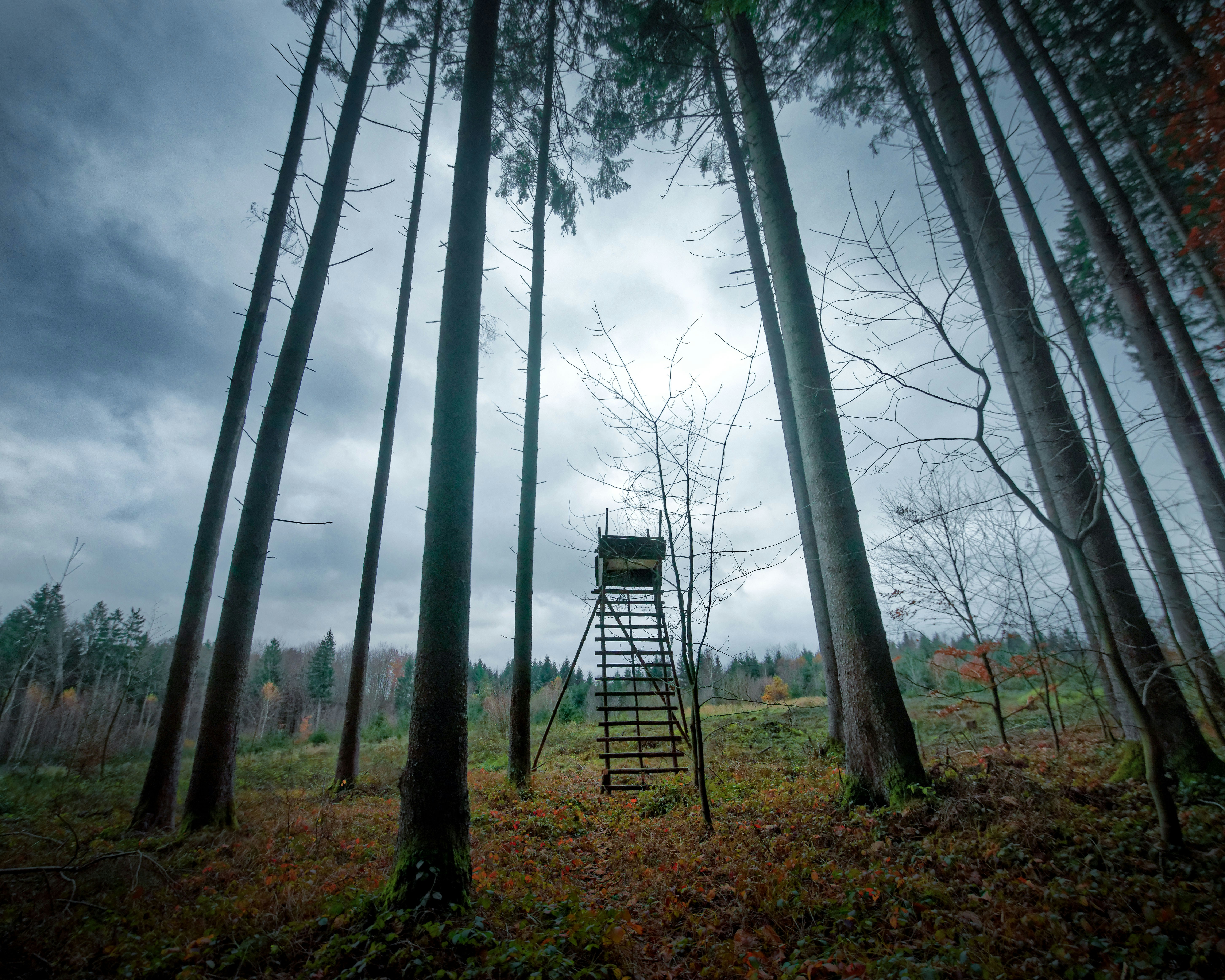 tree on the forest photography
