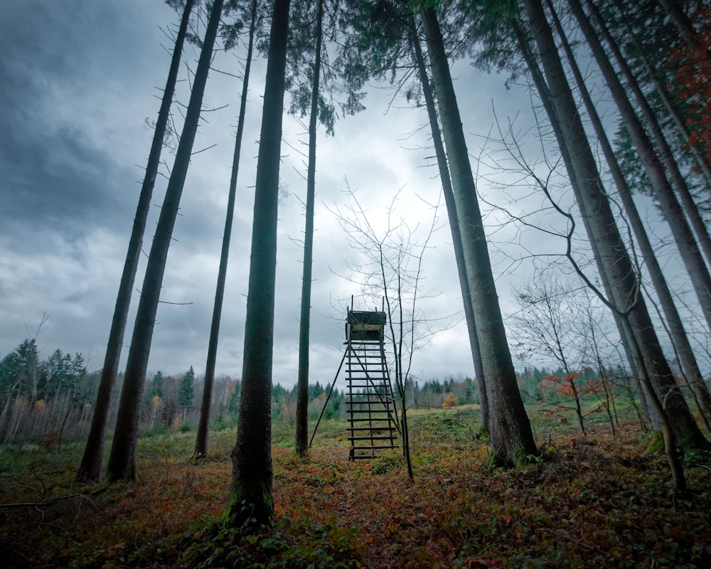 Baum auf dem Wald Fotografie