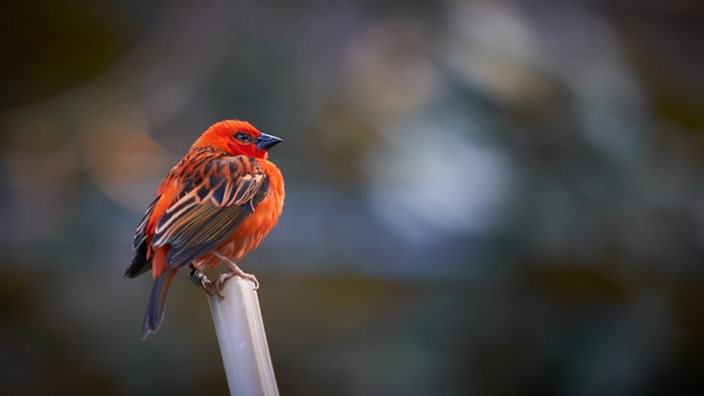 bird perched on stick