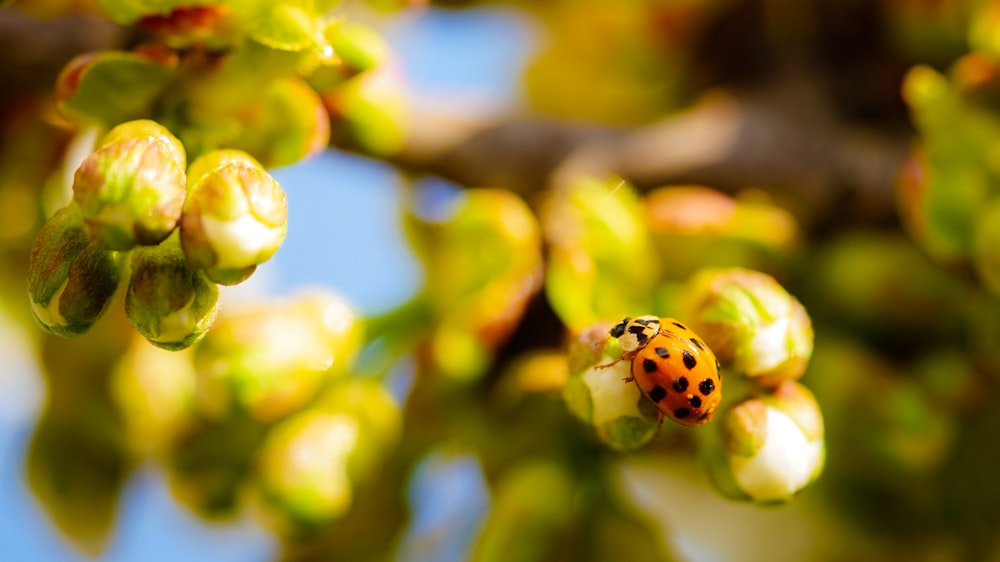 yellow bug on flowers