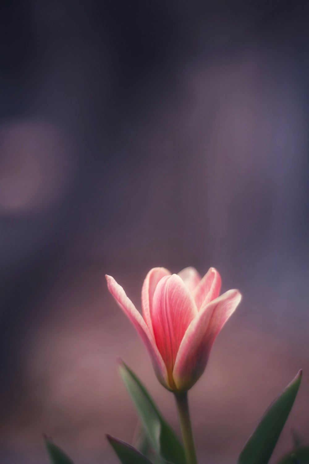 pink tulip blooming