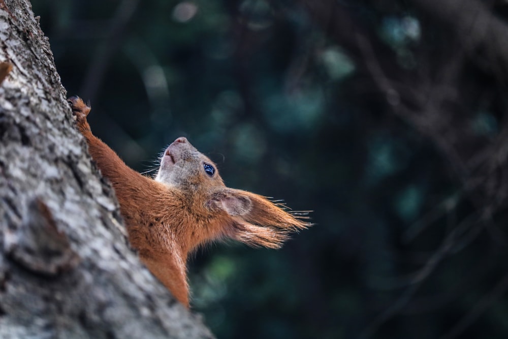 squirrel on tree