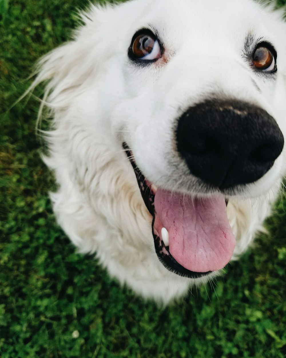 white long coated dog showing tongue