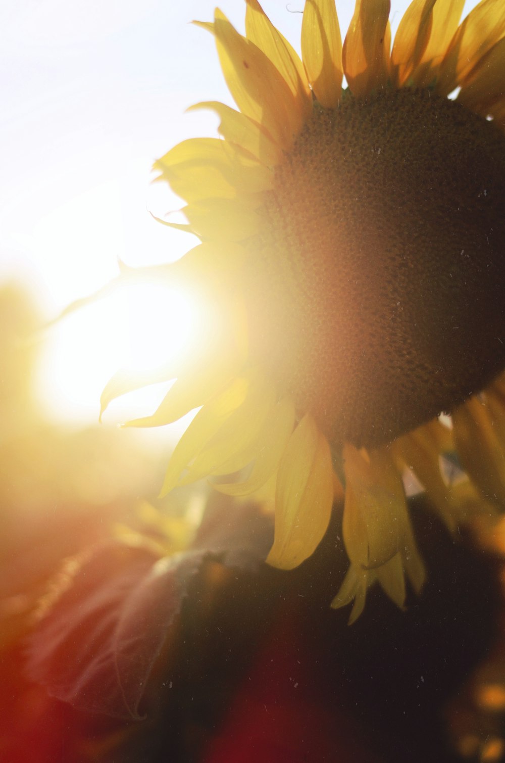 a sunflower with the sun shining through it