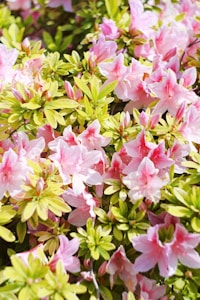 Pink Azalea Bush