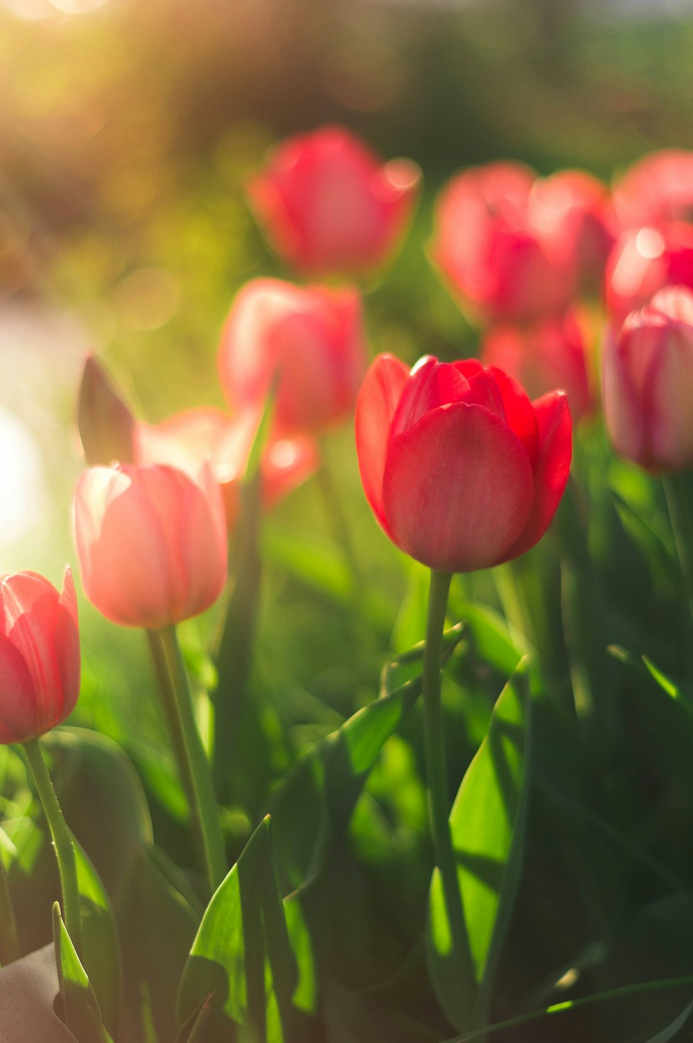 Best 500 Tulip Pictures Hd Download Free Images On Unsplash